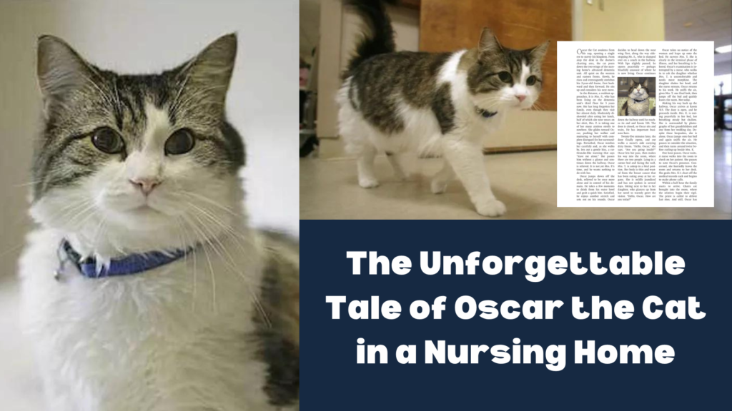 The Unforgettable Tale of Oscar the Cat in a Nursing Home