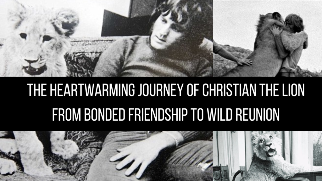 The Heartwarming Journey of Christian the Lion: From Bonded Friendship to Wild Reunion